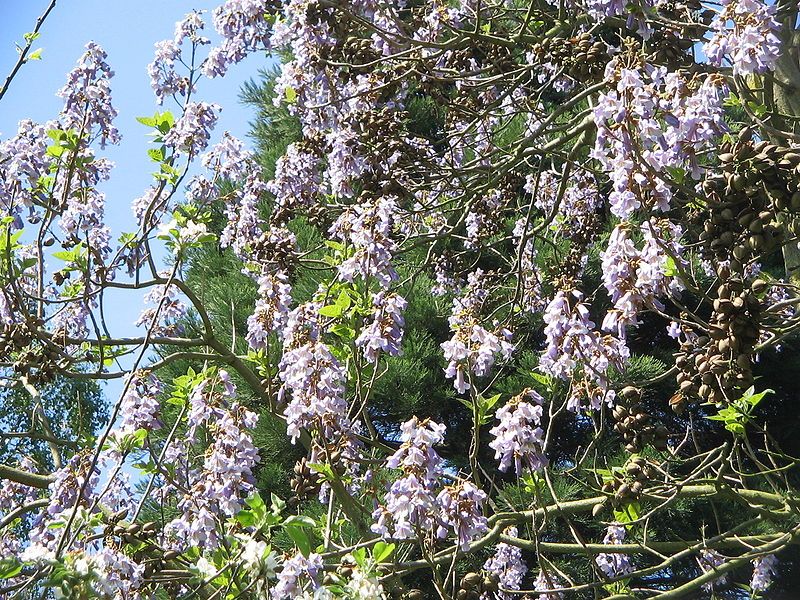 File:Paulownia flowering.jpg