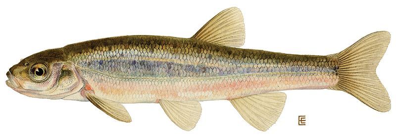 File:Pearl dace.jpg