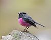 Adult male Pink Robin