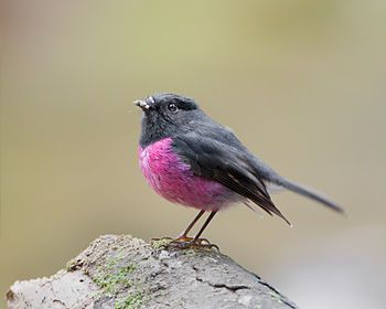 Pink Robin