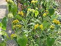 Phlomis fruticosa