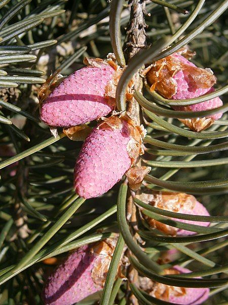 File:Picea breweriana (flowers)3.jpg