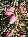 Picea breweriana male cones