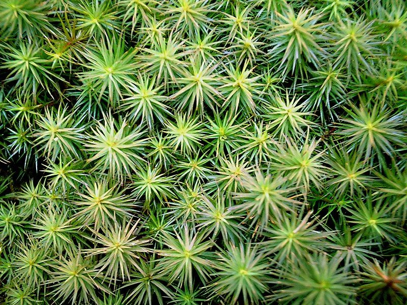 File:Polytrichum juniperinum.jpg