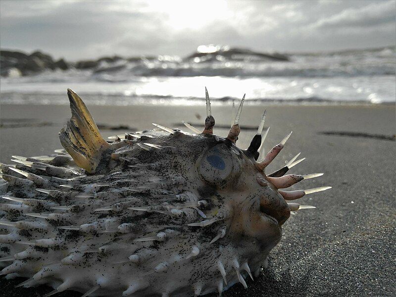 File:Porcupine fish.jpg