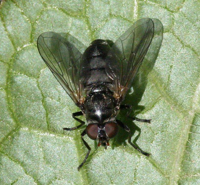 File:Port.maculata.female.jpg