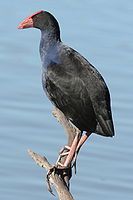 Purple Swamphen