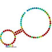 SAM-II riboswitch: Secondary structure for the riboswitch marked up by sequence conservation. Family RF00521.