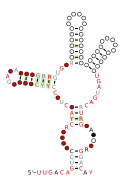 RAGATH-24 Secondary structure taken from the Rfam database. Family RF03049