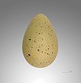 Avocet egg