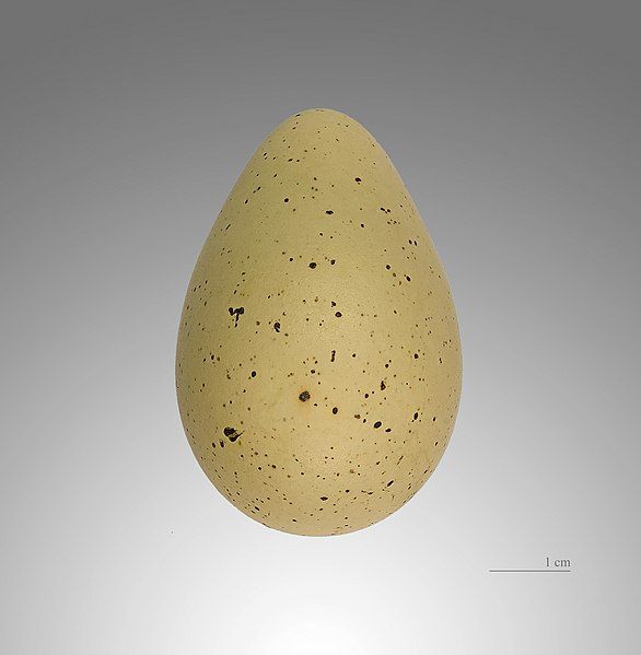 File:Recurvirostra avosetta MHNT.JPG