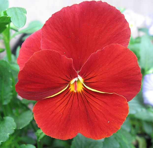 File:Red pansy.jpg