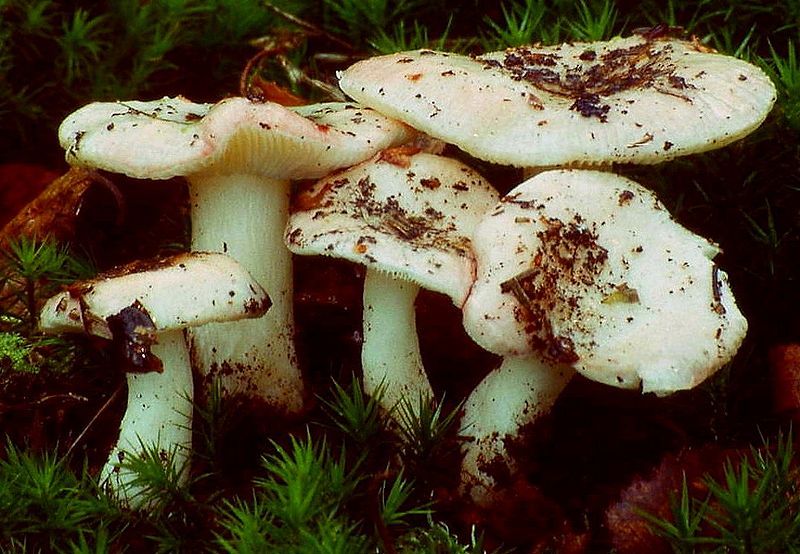 File:Russula betularum.jpg