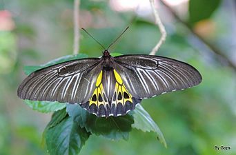 Dorsal view