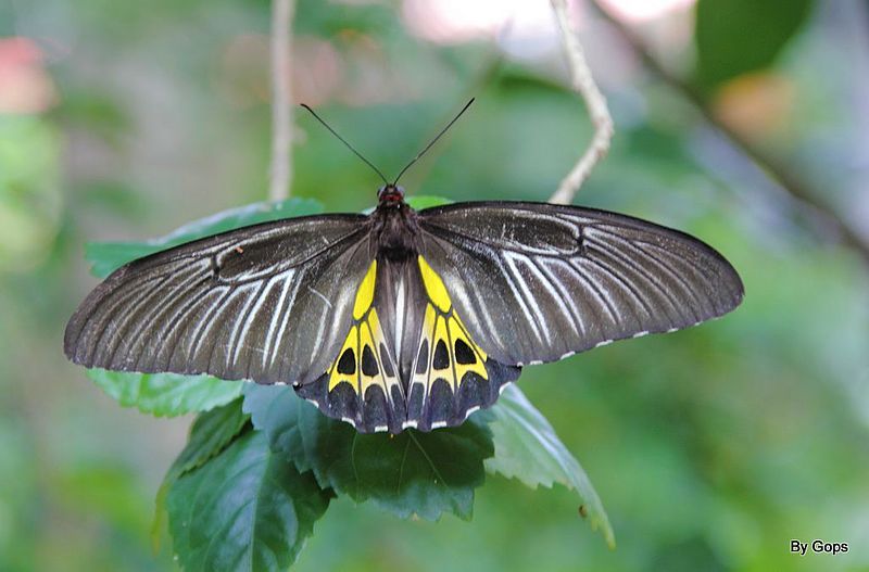 File:Sahyadri Birdwing.jpg