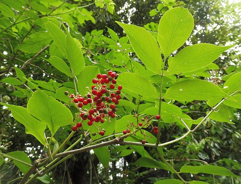 File:Sambucus sieboldiana.jpg