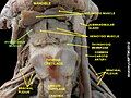 Hyoglossus muscle