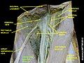 Adductor longus muscle