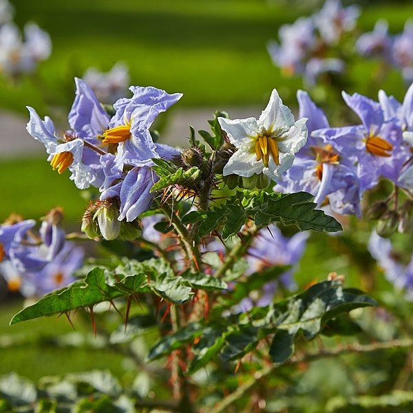 File:Solanum sisymbriifolium-IMG 9355.jpg