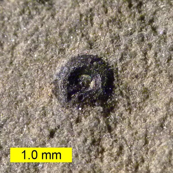 File:SphenothallidHoldfastOrdovician.jpg