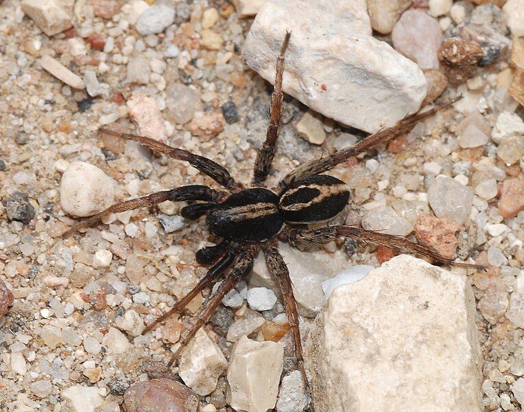 File:Spider May 2008-3.jpg