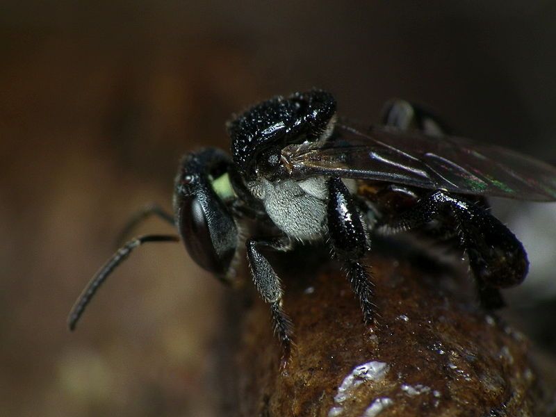 File:Sugarbag bee.jpg