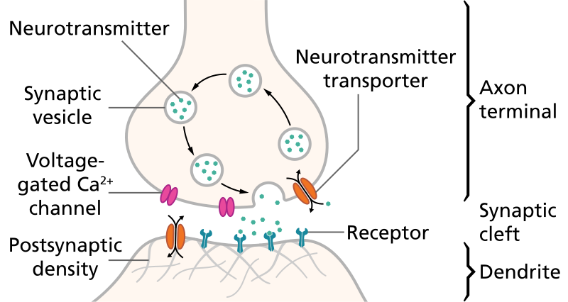 File:SynapseSchematic en.svg