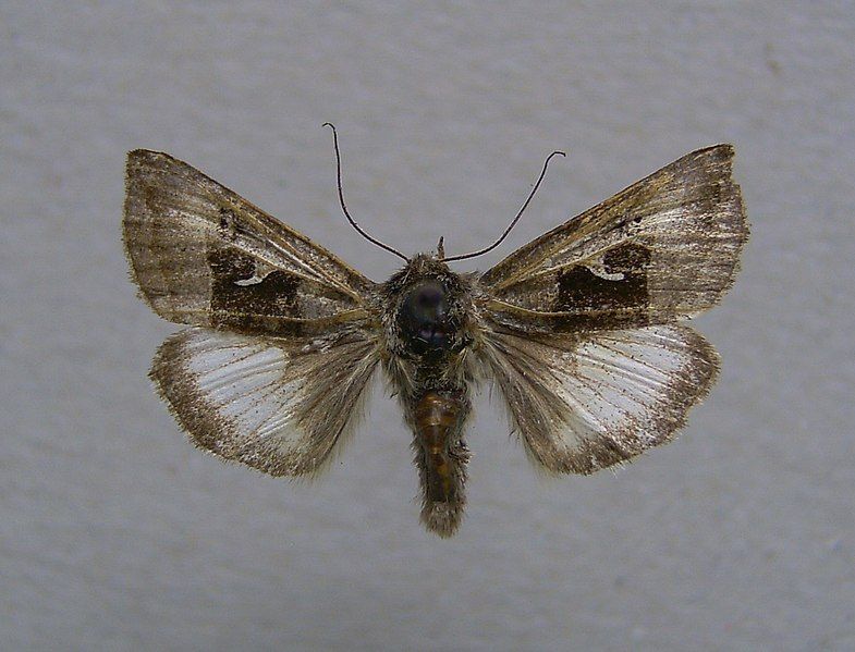 File:Syngrapha parilis 01.jpg