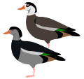 Waterfowl