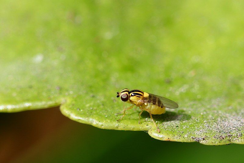 File:Thaumatomyia.jpg