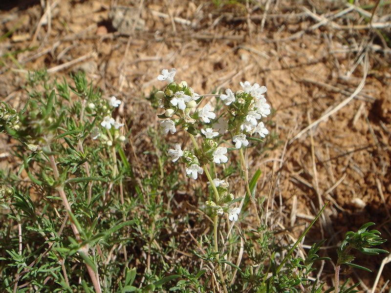 File:Thymus zygis 1.JPG