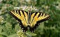 Image 10Male tiger swallowtail butterfly in Central Park (missing its tails)