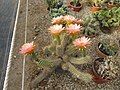 Trichocereus (Echinopsis)