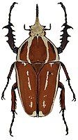 Mecynorhina ugandensis var. knirschi Tesař