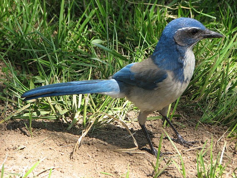 File:Western scrub-jay.jpg