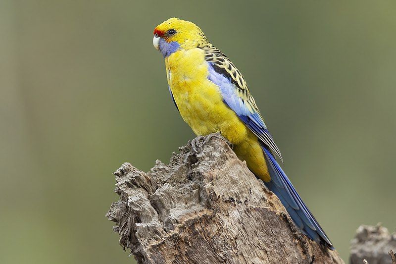 File:Yellow Rosella 4436.jpg