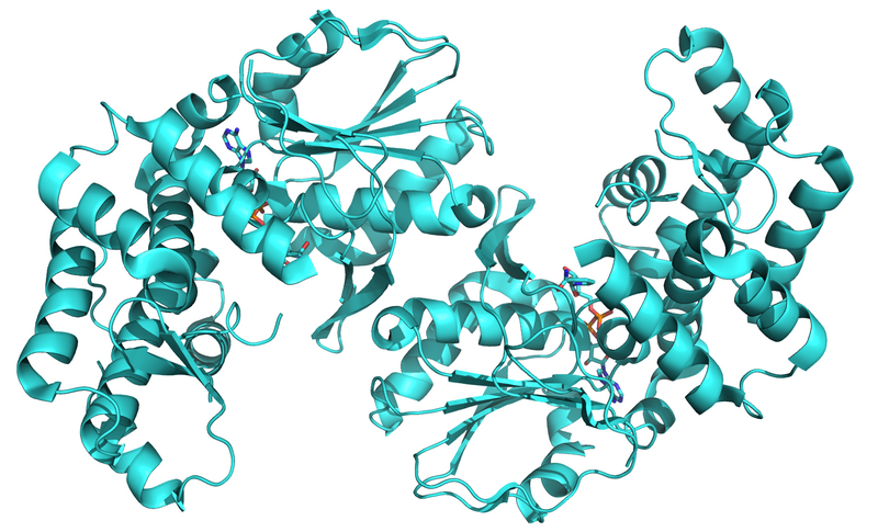 File:3-dehydroquinate synthase 3CLH.png