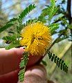 Acacia smallii