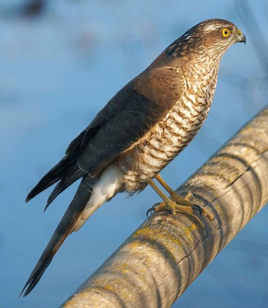 File:Accipiter nisus.jpg