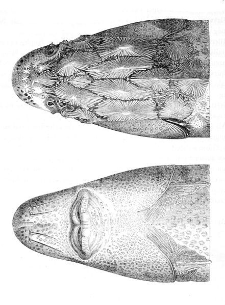 File:Acipenser gueldenstaedtii head.jpg