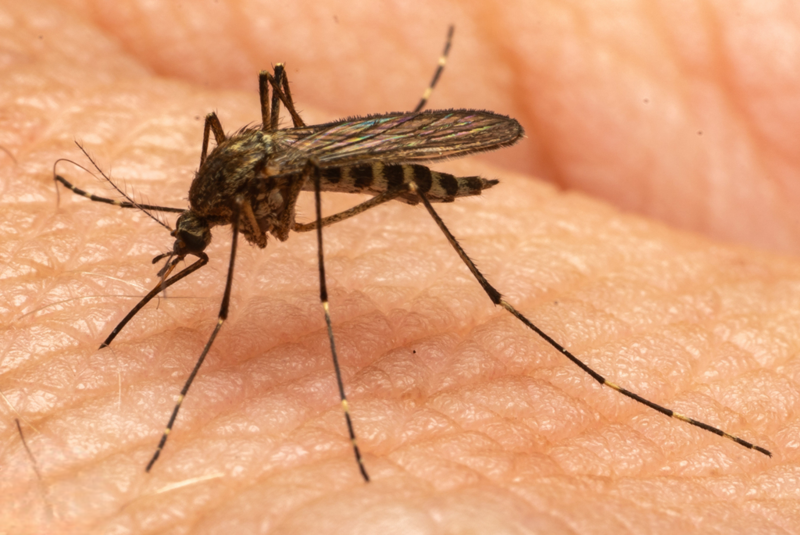 File:Aedes Washinoi.png