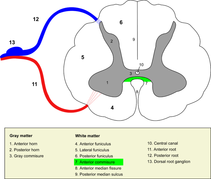 File:AlbaAnteriorMedullaeSpinalis.png