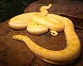 Burmese Python