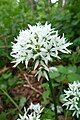 Wild garlic, Lake Retournemer.