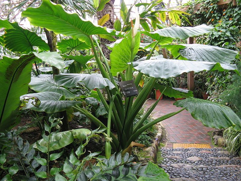 File:Alocasia macrorrhizos1.jpg