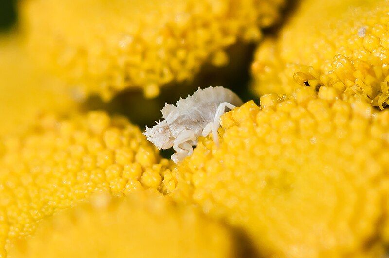 File:Ambush bug nymph.jpg