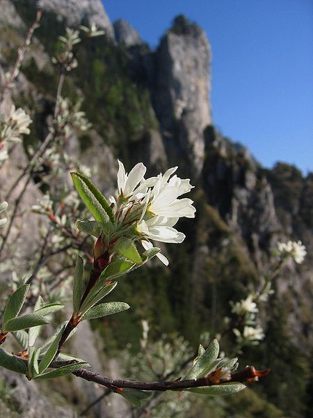 File:Amelanchier ovalis01.jpg