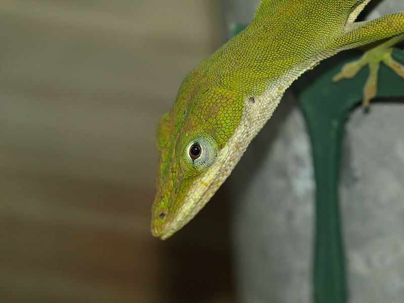 File:Anole on fence.jpg