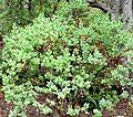 Arctostaphylos catalinae