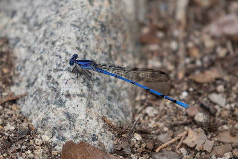 File:Argia lacrimans 44045543.jpg